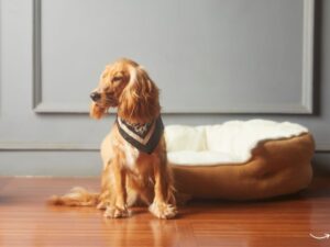 The Ultimate Guide to Lowcountry Pet Wellness