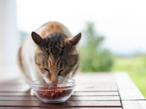 Pet Food Exposed.com: Unveiling the Truth Behind Your Pet’s Diet