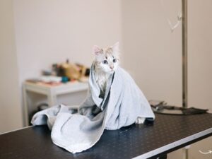 Animal Emergency Hospital: Everything You Need to Know