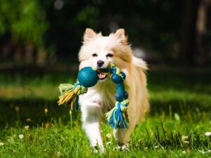 Sean Casey Animal Rescue: A Lifeline for New York’s Strays