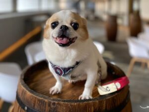Your Ultimate Guide to Pet Wellness Center Murrieta