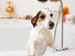 Everything You Need to Know About Pet Grooming Gloves