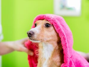 The Art of Pet Grooming: Mastering the Craft