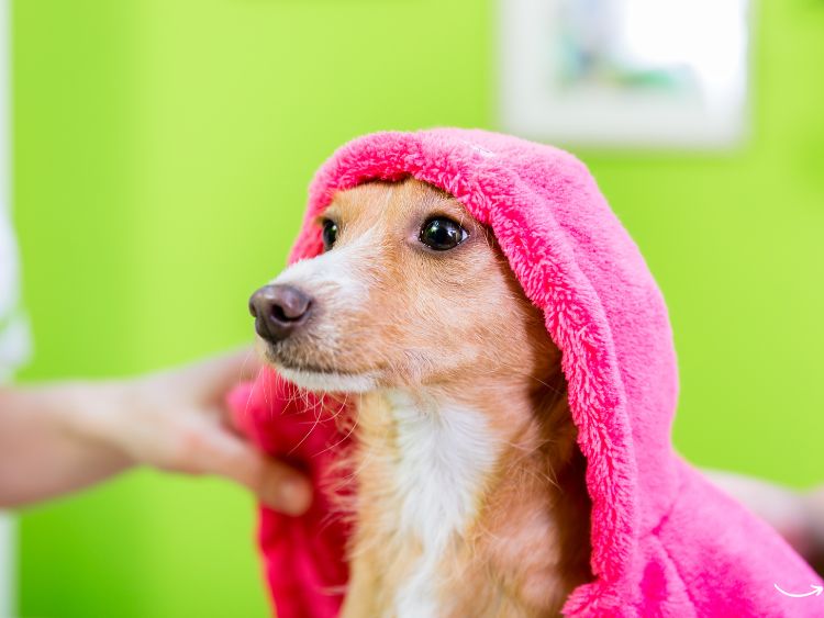 The Art of Pet Grooming: Mastering the Craft - Animal Guides