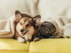 Emergency Animal Hospital: Your Guide to Urgent Pet Care