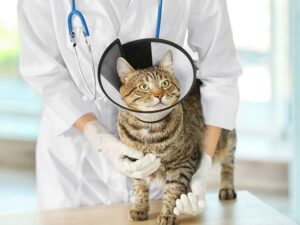 The Heart of Compassion: Understanding the Role of Animal Shelters