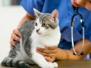 Riverside Animal Shelter: A Lifeline for Pets and the Community