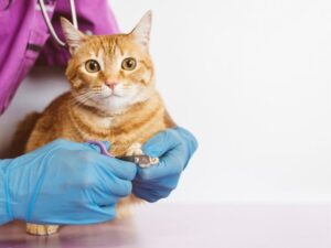 The Art and Importance of Pet Grooming: Keeping Your Furry Friends Happy and Healthy