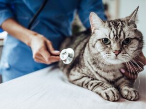 Animal Rescue: A Noble Cause for a Better World