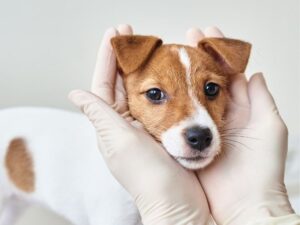 Affordable Pet Care San Antonio: Keeping Your Furry Friends Healthy Without Breaking the Bank