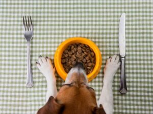 Home Sweet Home Pet Care: Where Love, Comfort, and Companionship Begin