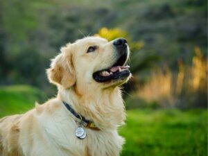 Caring Companions: Your Trusted Source for Primary Pet Care in Mesa, AZ