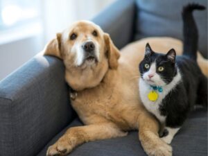 Where Compassion Meets Veterinary Excellence: Care First Animal Hospital Oberlin