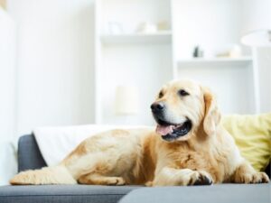 Animal Clinic: Your Guide to Exceptional Veterinary Care
