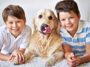 Animal Shelters: A Beacon of Hope for Homeless Pets