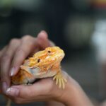Exotic pets