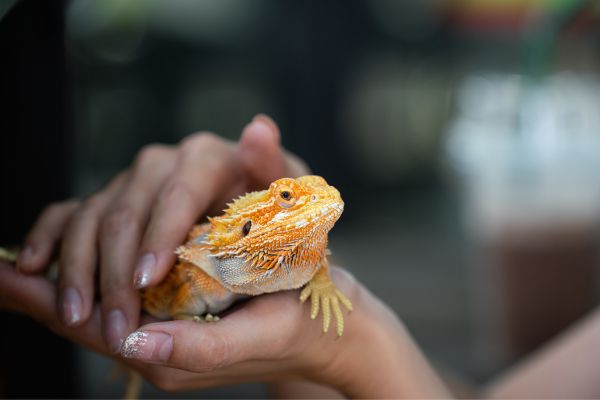 Exotic pets