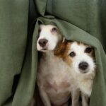 pet anxiety remedies