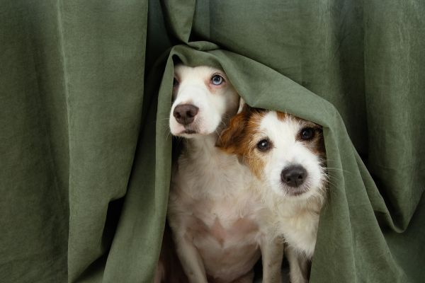 pet anxiety remedies
