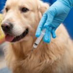 vaccination schedule for dogs