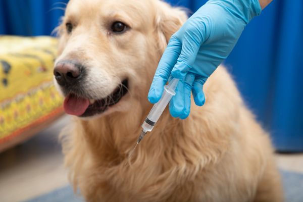 vaccination schedule for dogs