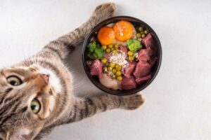 Raw Food Diet for Cats – Complete Guide for Pet Owners