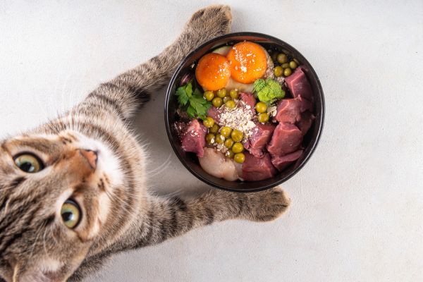 Raw food diet for cats