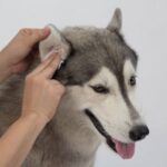 bad odor from dogs ears