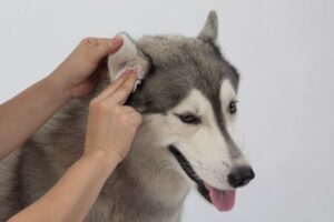 Bad Odor from Dogs Ears: Causes, Prevention, and Treatment