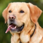 choosing the right dog breed