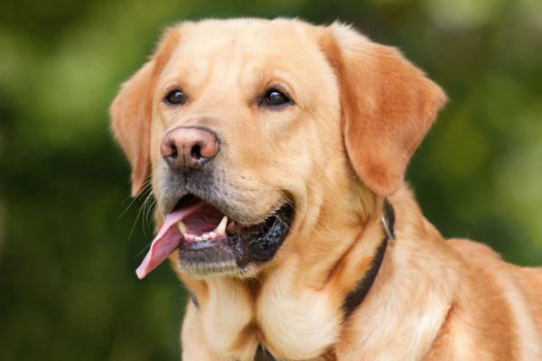 choosing the right dog breed