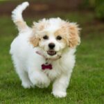 friendly dog breeds for strangers