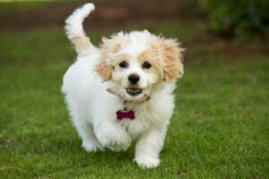 Dog Breeds Friendly to Strangers: The Pups Who Win Hearts Everywhere