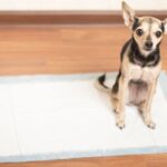 potty training a rescue dog