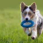 best toys for puppies