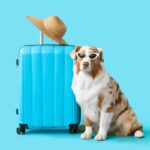 In-cabin pet travel rules