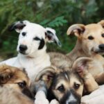 adopting pets with special needs