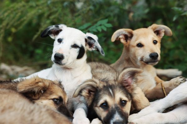 adopting pets with special needs