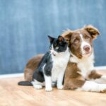 best pet adoption websites