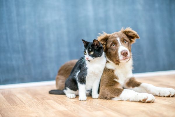 best pet adoption websites