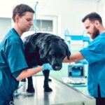 emergency vet services near me