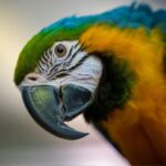 top exotic birds for home