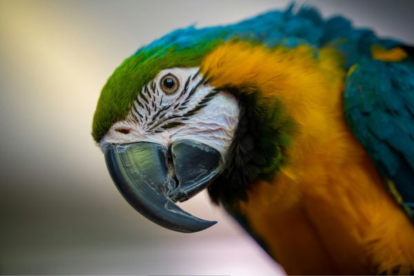 top exotic birds for home