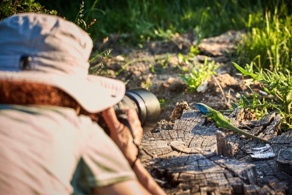 Wildlife photo tips