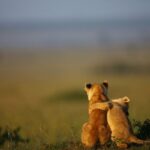 Wildlife photography