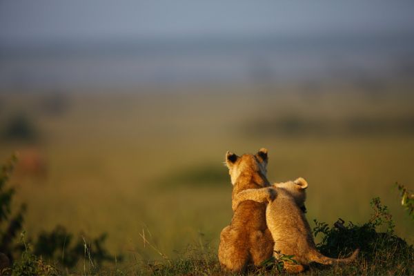 Wildlife photography