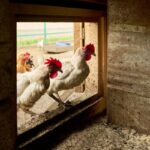 chicken coop maintenance