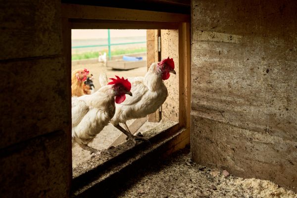 chicken coop maintenance
