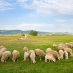 sheep feeding schedule