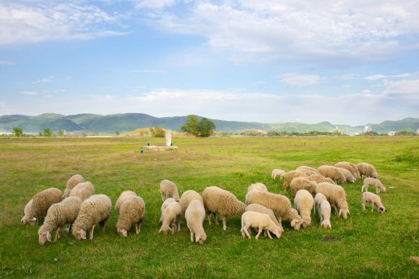 sheep feeding schedule